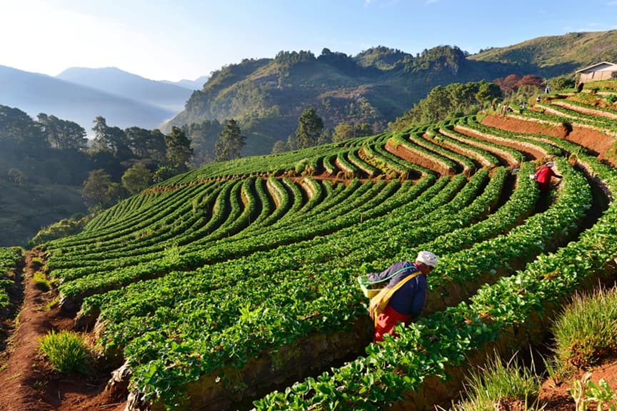 Agricultura 5.0
